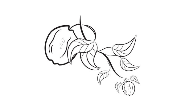 Quince coloring page | fruit elements vector illustration.
