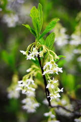 The osoberry or Oemleria cerasiformis is a white-flowering, white-flowered, North American native, spring-blooming tree.