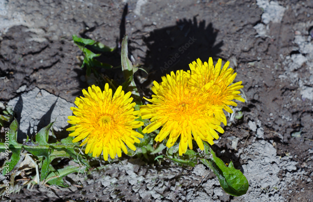 Canvas Prints Yellow dandelion flowers