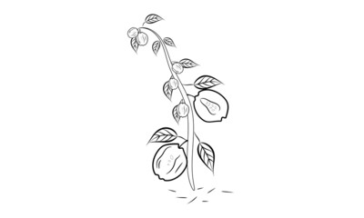 Naklejka premium Decorative Quince coloring page picture | fruit coloring page.