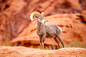 Bighorn sheep ram on red rock canyon