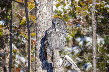 large great gray owl on perch
