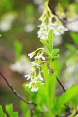 The osoberry or Oemleria cerasiformis is a white-flowering, white-flowered, North American native, spring-blooming tree.