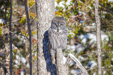 large great gray owl on perch