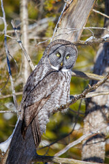 large great gray owl on perch