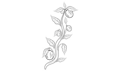 Sketch Floral Fruit linen on white background.