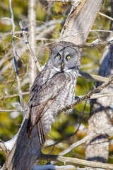 large great gray owl on perch