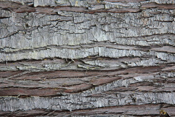 The light brown bark of a large tree in the taiga forest or pine forest, bark texture
