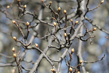 Swollen buds on spring pear tree branch in garden