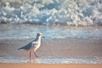 gaviotas buscando comida en la orilla del mar, playa