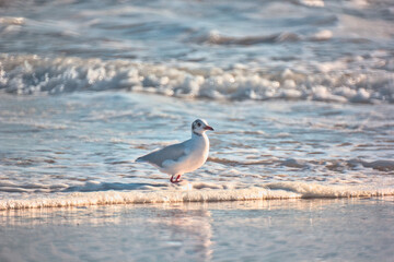 gaviotas buscando comida en la orilla del mar, playa