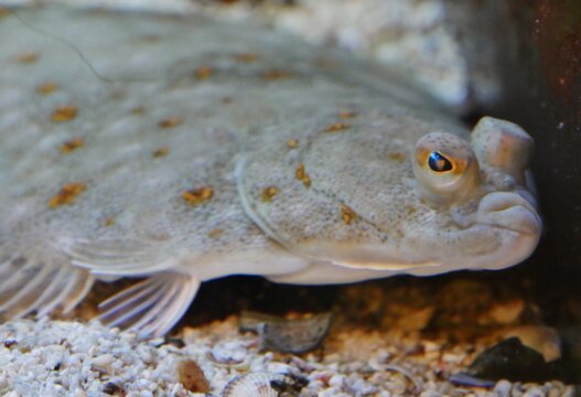 Flunder mit Glubschauge