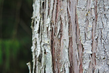 Fototapeta premium The light brown bark of a large tree in the taiga forest or pine forest, bark texture