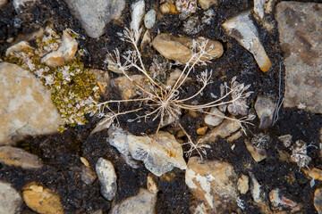 Arctic tundra flowers and rocks