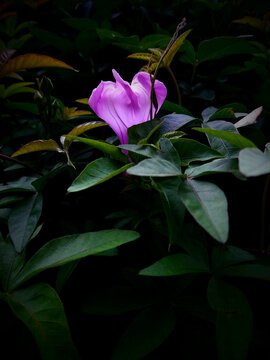 Campanilla; climbing plant_bellflower_lyla