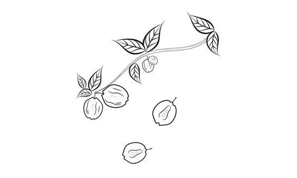 Quince fruit coloring page | minimal fruit elements vector illustration.