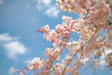 pink cherry blossom