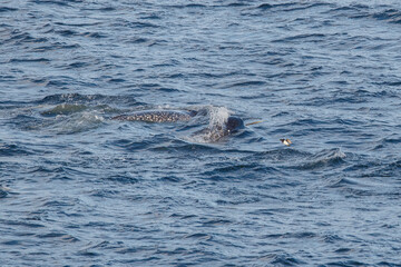 Narwal pod swimming in Arctic Ocean © Jen