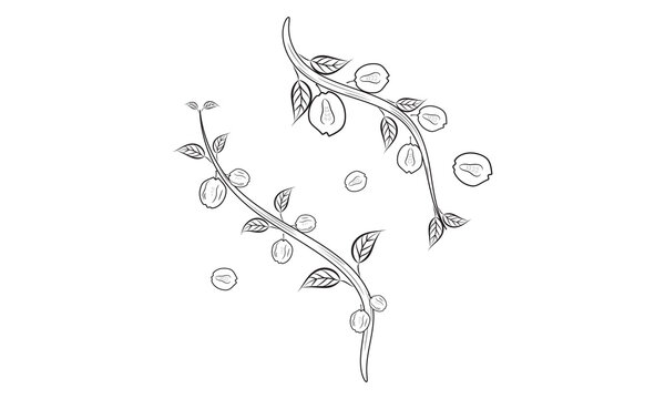 Quince fruit coloring page | hand-drawn sketches single continuous line Art.