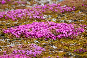Arctic tundra flowers and rocks