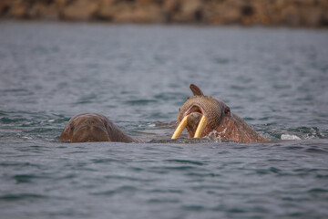 wild walrus swimming in the Arctic Ocean