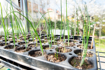 Garten Gemüse: Lauchzwiebel / Frühlingszwiebel in Anzuchtpalette als  Vorkultur