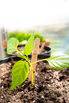 Garten Gemüse: ausgesäte Paprika als Jungpflanze im Gewächshaus