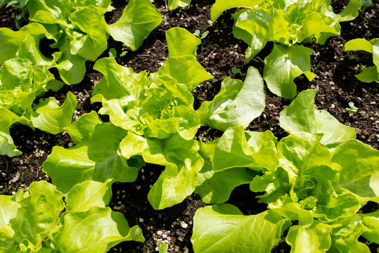 Garten Gemüse: Kopfsalat Jungpflanzen im Hochbeet