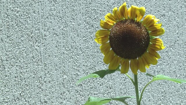 Sunflower Swaying Gently in the Breeze In Front of Rendered Wall Isolated Detail