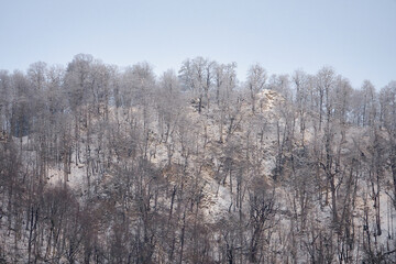 Trees covered by snow at winter day.