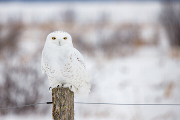 Snowy owl in cold winter 