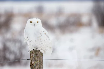 Wall murals Snowy owl Snowy owl in cold winter 