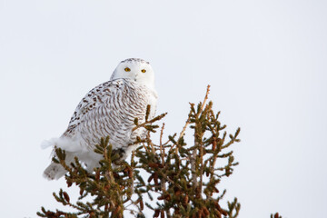 Snowy owl in cold winter 