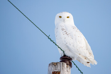 Snowy owl in cold winter 