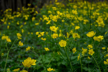  meadow buttercup
