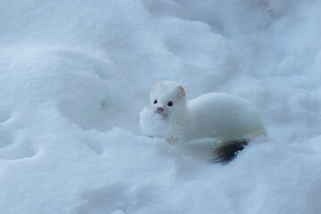 cute ermine in snow tunnels