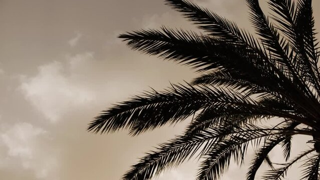 Close up shot of palm trees during sandstorm on the Canary Islands, Calima