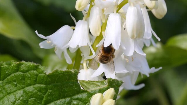 Honey bee (Apis mellifera) visiting white bell flowers in Spring