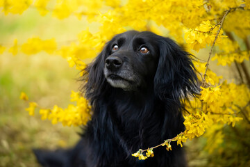 Portret czarnego spaniela w kwiatach forsycji 