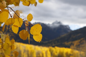 autumn leaves in the mountains