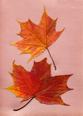 Naklejka na ściany i meble Set of dry pressed maple leaves on pink. Top view, flat lay. Autumn herbarium, botany concept