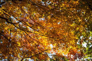 autumn leaves background