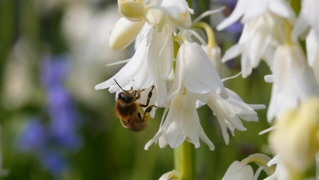 Honey bee (Apis mellifera) visiting white bell flowers in Spring