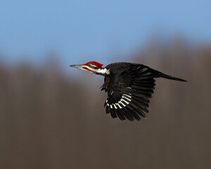 Male Pileated Woodpecker in Flight Against Trees