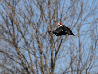 Male Pileated Woodpecker in Flight Against Trees