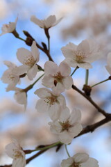 Cherry Blossom