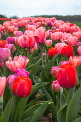 Multiple rows of red, pink, and purple shades of tulips line the dirt road during the peak bloom....