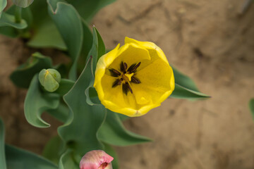 Top down view of a blooming tulip flower. Inside the petals is the pollen. 