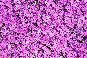 Fototapeta premium 활짝 핀 꽃잔디의 상위 뷰-Top view of fully bloomed moss phlox flowers