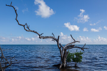 Long Key State Park in the Florida Keys, USA.